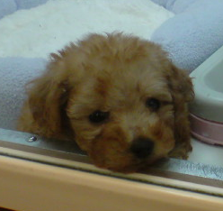 inu.bmp